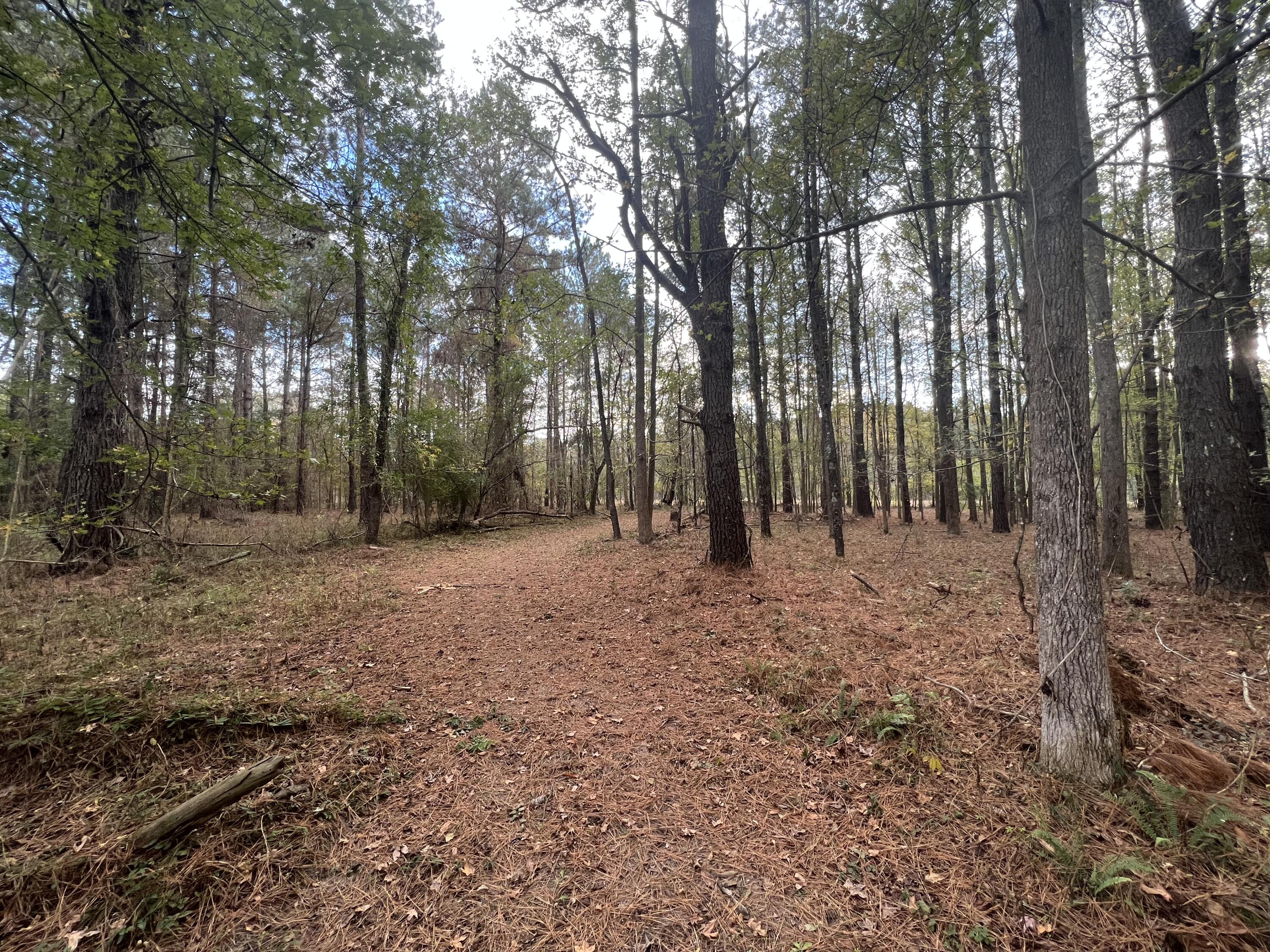 9595 Bell's Highway Ruffin, SC 29475 - Photo 17 of 23 CC0E7A80-8B04-4B43-8FBD-BEBE98F73975