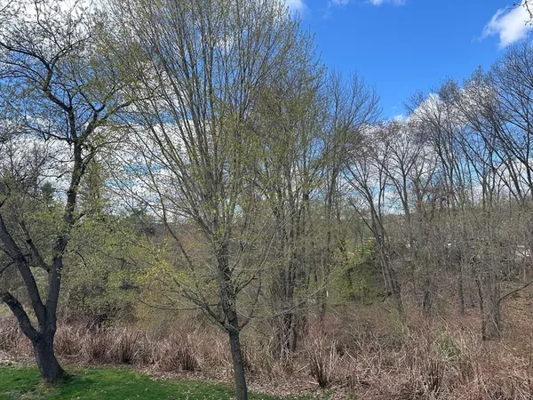 a view of a trees in a yard