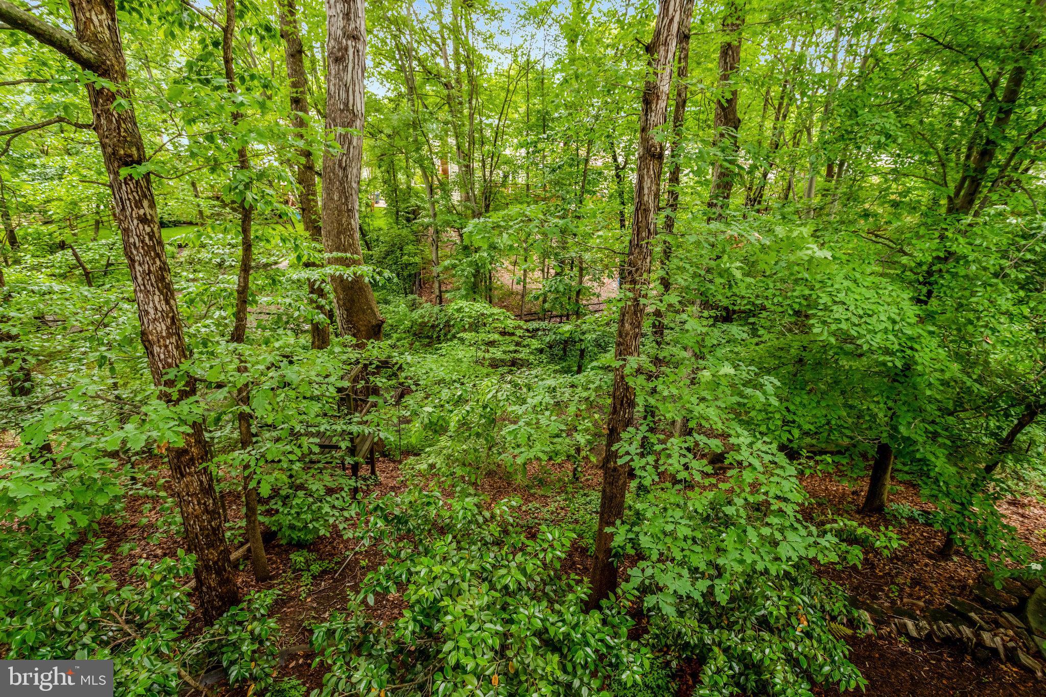 7006 Maple Tree Lane Springfield, VA 22152 - Photo 45 of 49 a view of a lush green forest