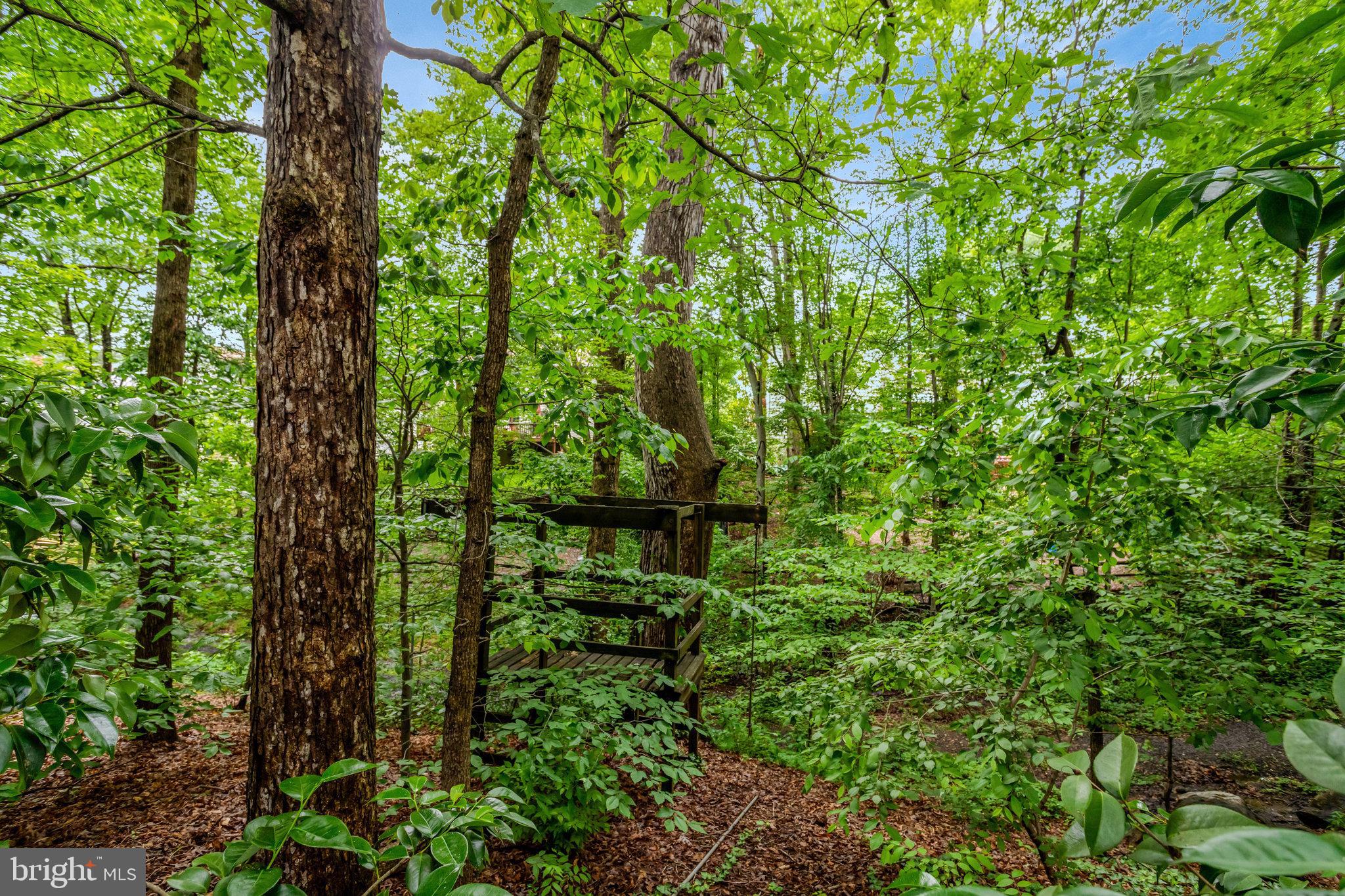 7006 Maple Tree Lane Springfield, VA 22152 - Photo 47 of 49 a backyard of a house with lots of green space