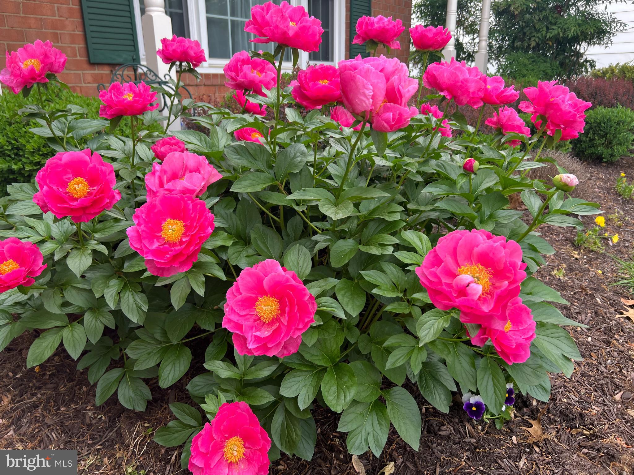 7006 Maple Tree Lane Springfield, VA 22152 - Photo 49 of 49 a view of a flower