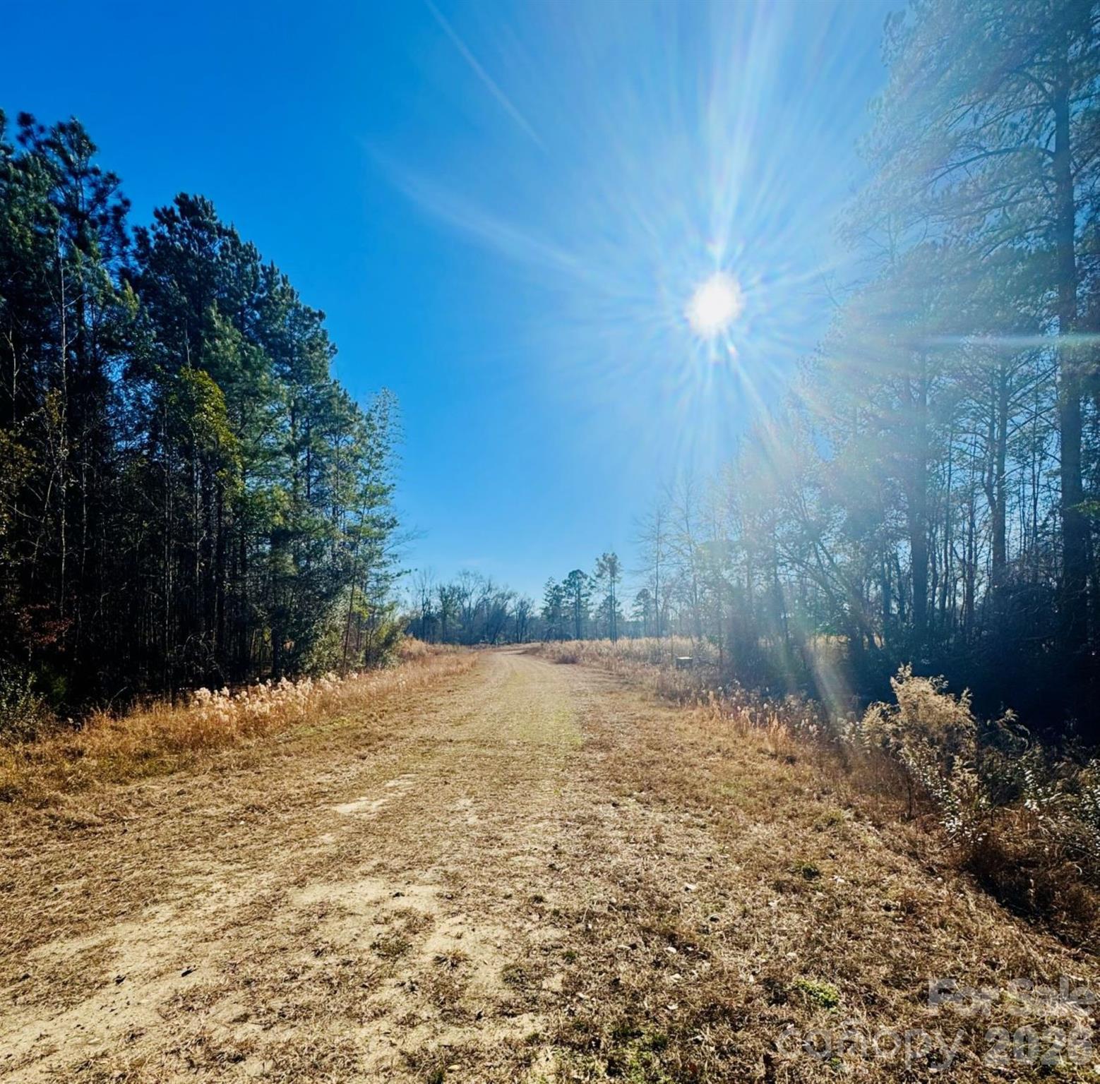0 Thistle Down Lane Cheraw, SC 29520 - Photo 2 of 11 a view of a yard with a tree