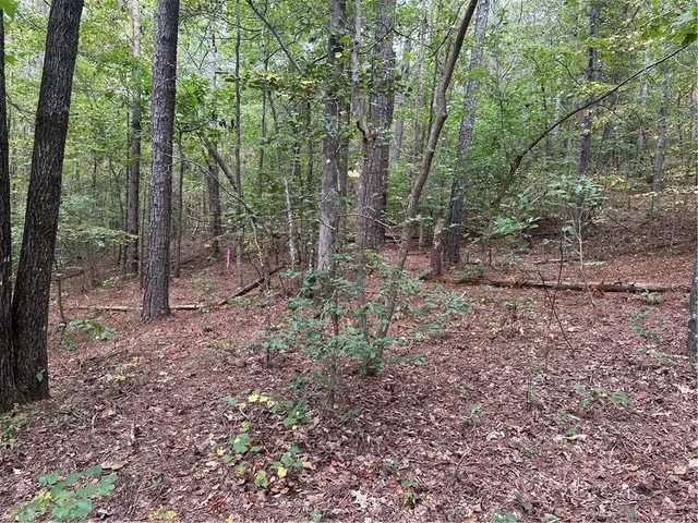 a view of a forest with trees in the background