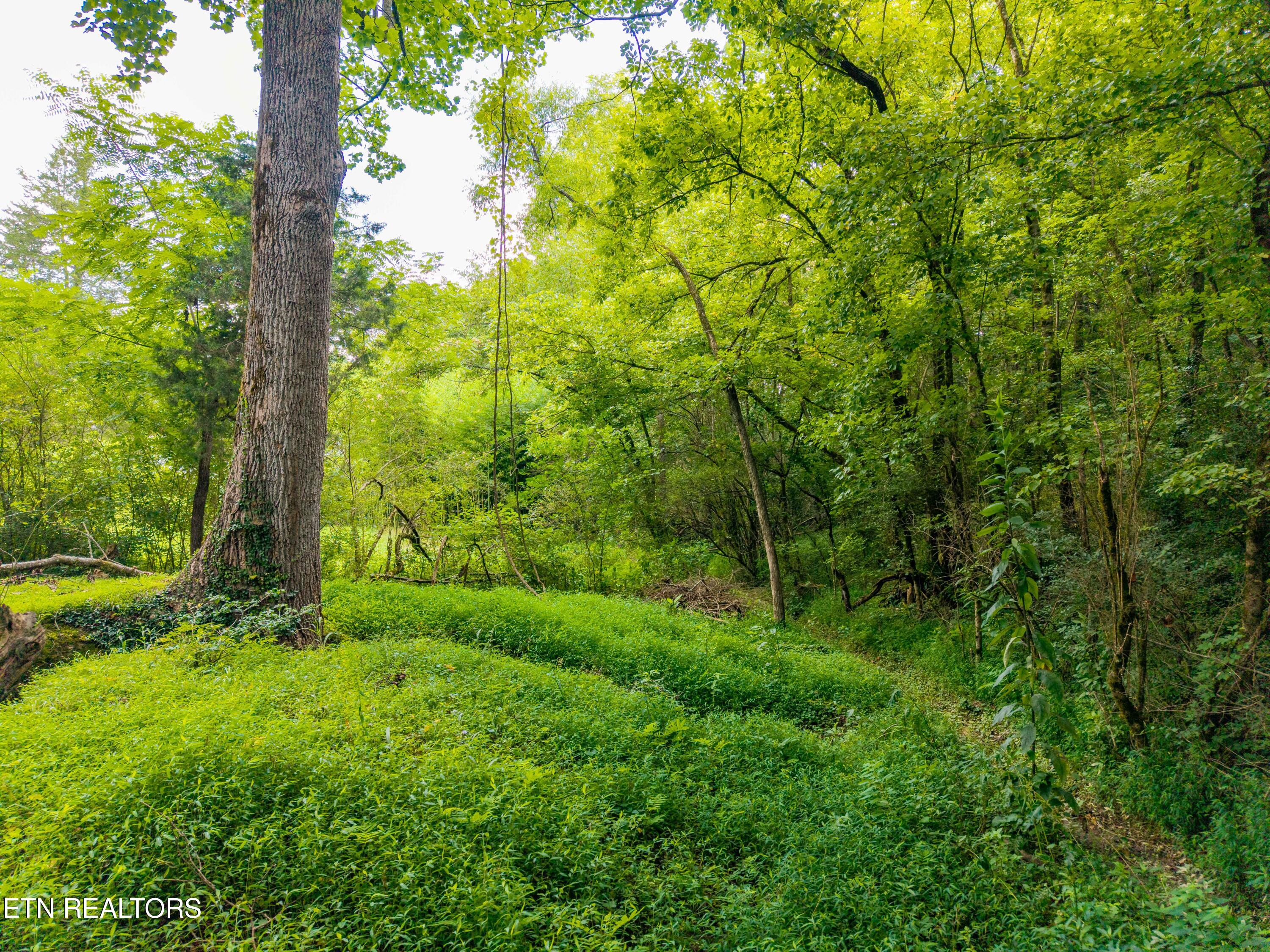 143 Old Cove Road Walland, TN 37886 - Photo 35 of 49 Three creeks
