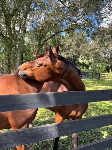 a view of garden with patio