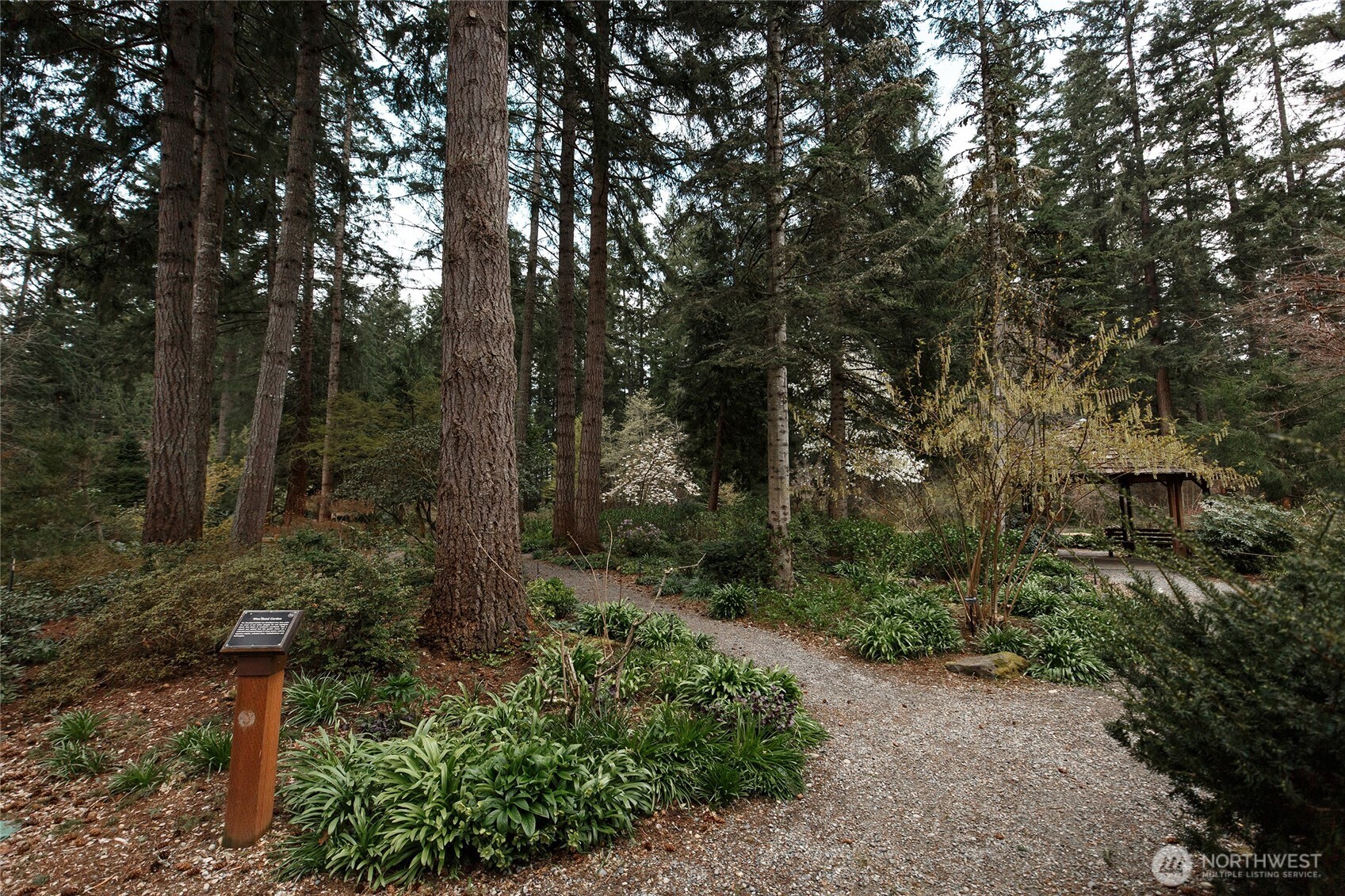 22463 Southeast 244th Street Maple Valley, WA 98038 - Photo 25 of 26 a view of a forest with trees in the background