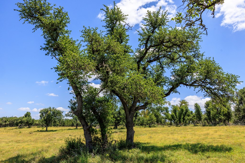 2656 Meier Road Fredericksburg, TX 78624 - Photo 6 of 23