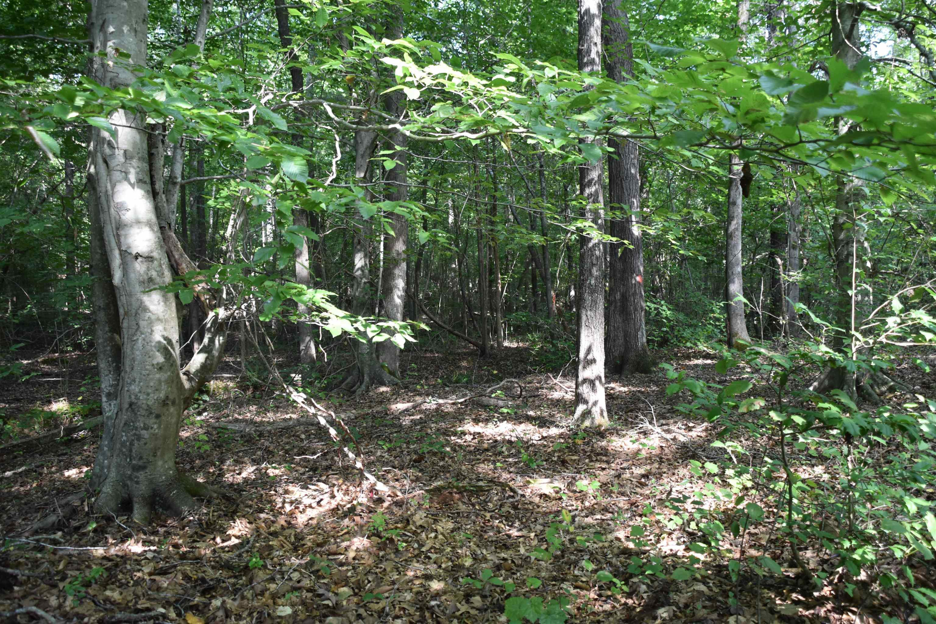 200 Beech Grove Road Huron, TN 38345 - Photo 3 of 19 Photo 3