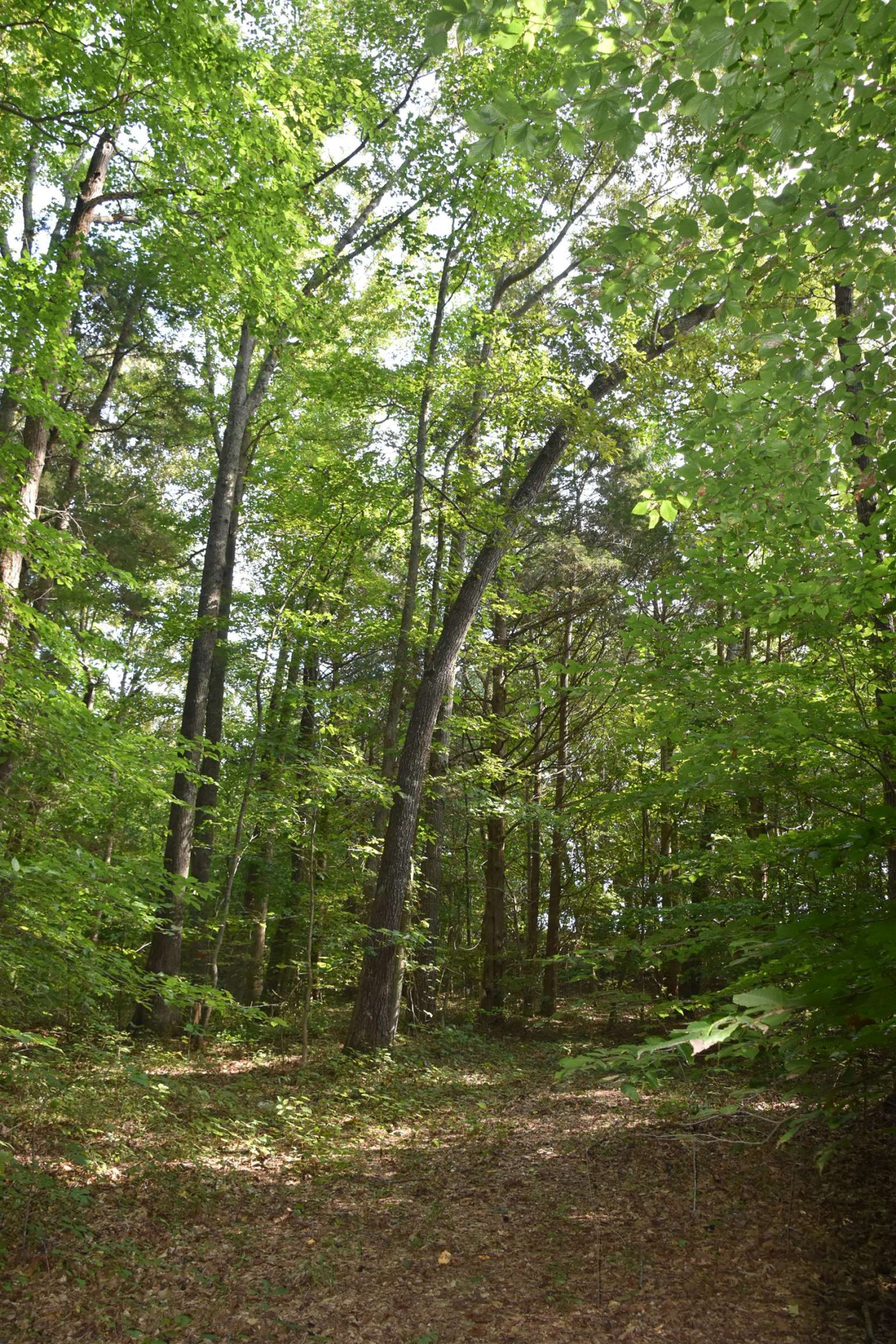 200 Beech Grove Road Huron, TN 38345 - Photo 10 of 19 Photo 10