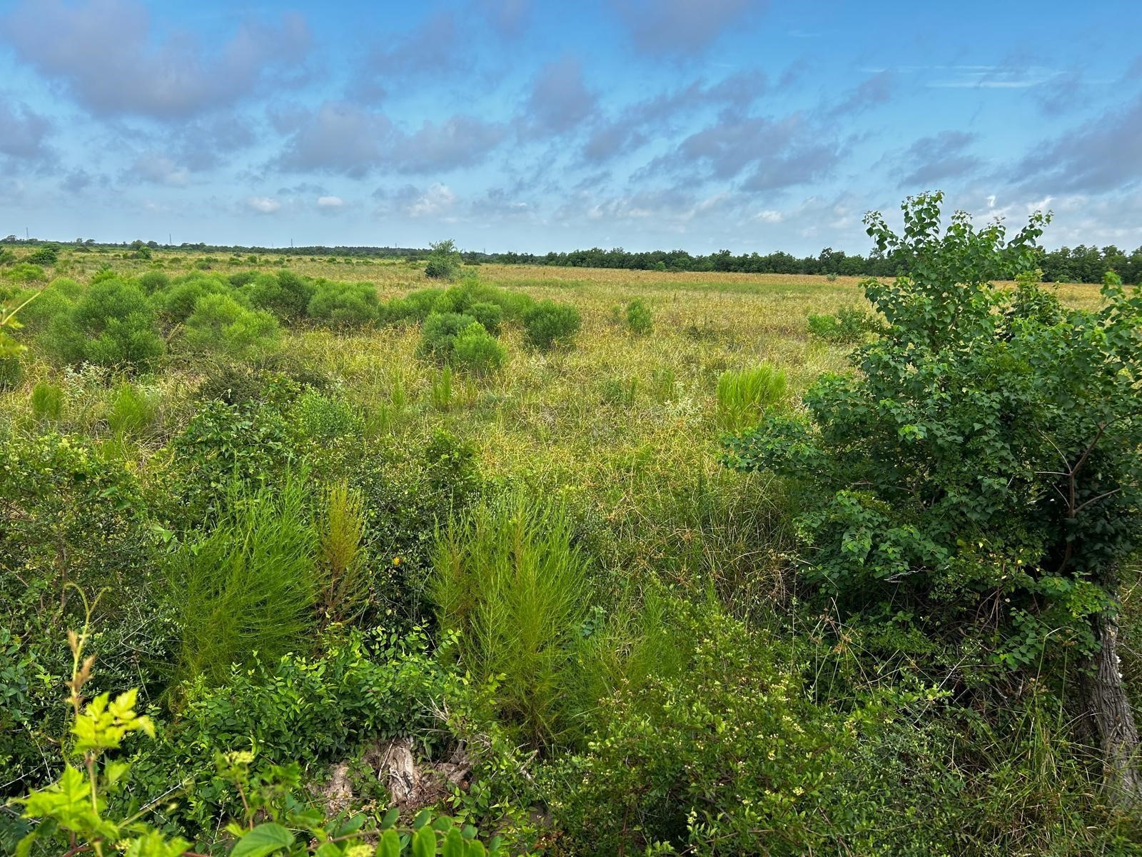 0 Katy Hockley Road Katy, TX 77493 - Photo 15 of 15 a view of yard with swimming pool