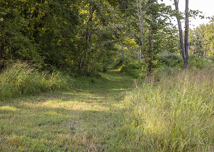 915 Sullivan Road Makanda, IL 62958 - Photo 10 of 15 Gallery Image 10