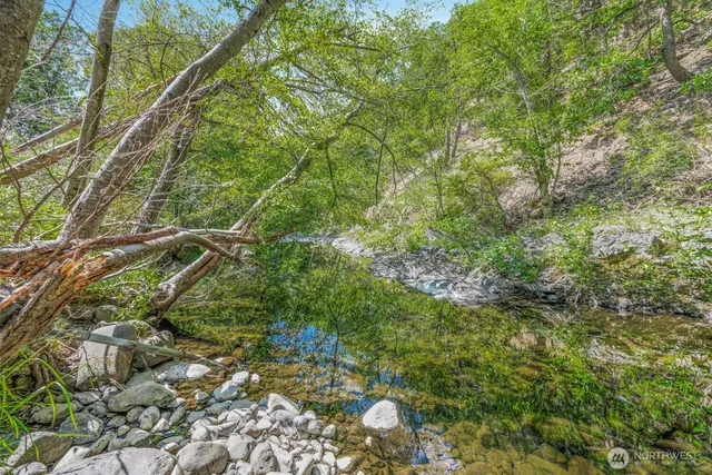 a view of a lush green forest
