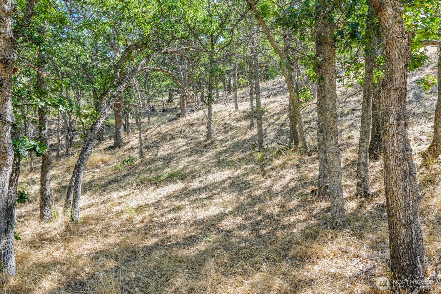 0 4181100000700th Goldendale, WA 98620 - Photo 8 of 27 a view of forest