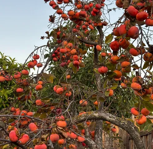 a picture of flowers