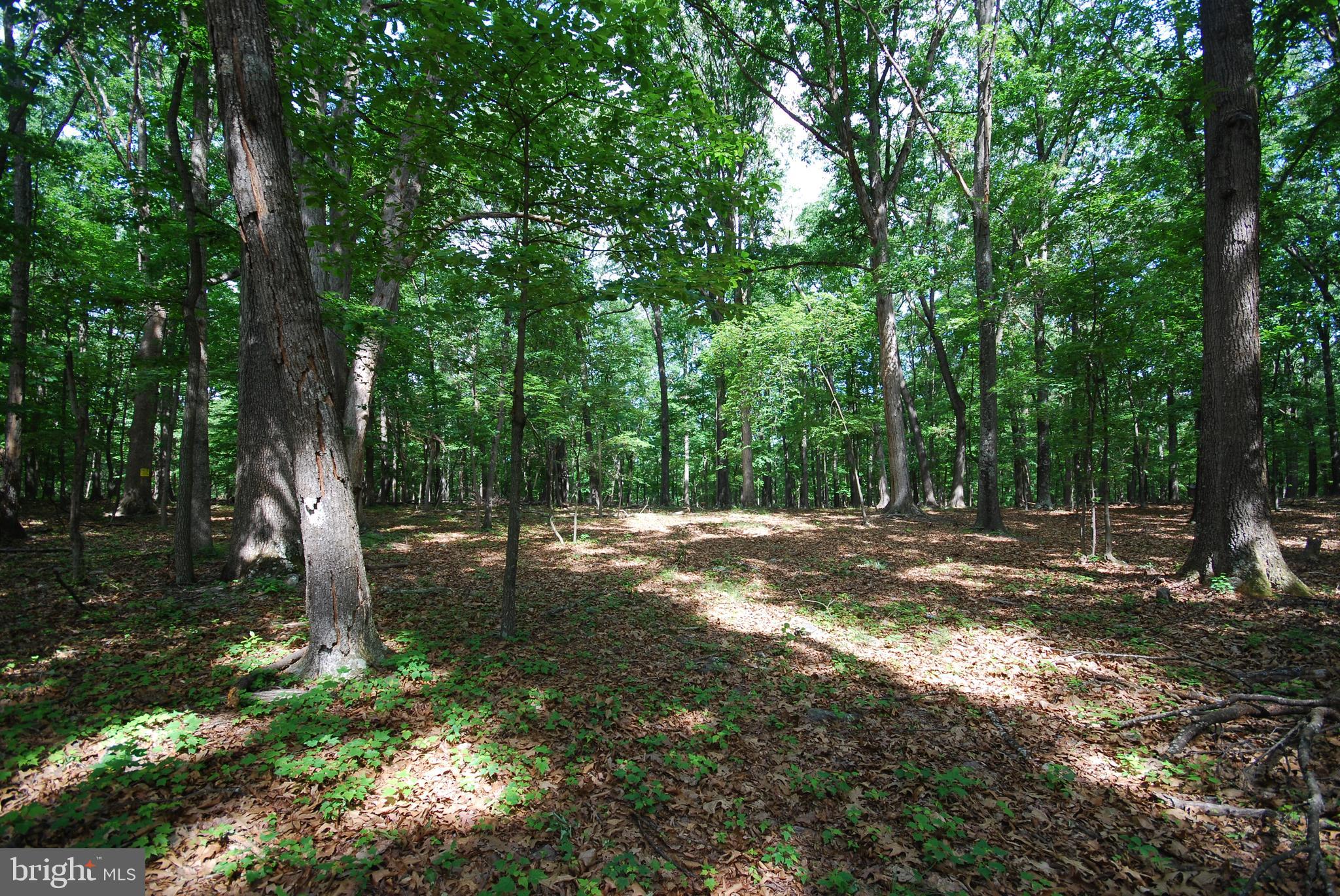 Lot 67 Mill Mountain Road Romney, WV 26757 - Photo 3 of 40