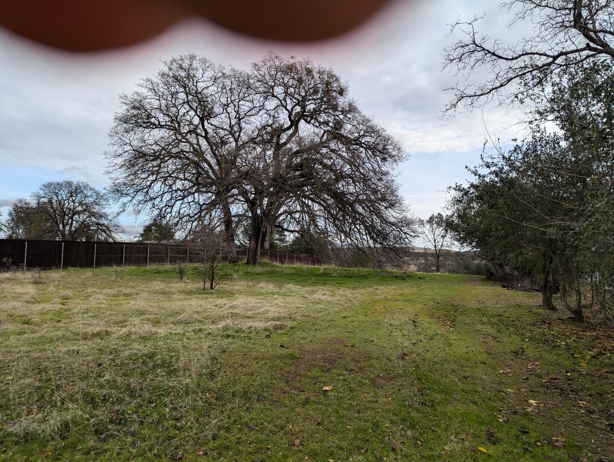 22363 Canta Del Rio Lane Red Bluff, CA 96080 - Photo 11 of 13 a view of field with large trees