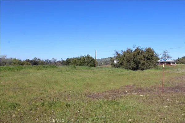 a view of a field with an tree