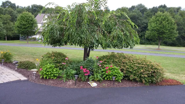 a view of a flower in a garden with a bench