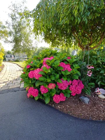 a view of a garden with plants and large trees