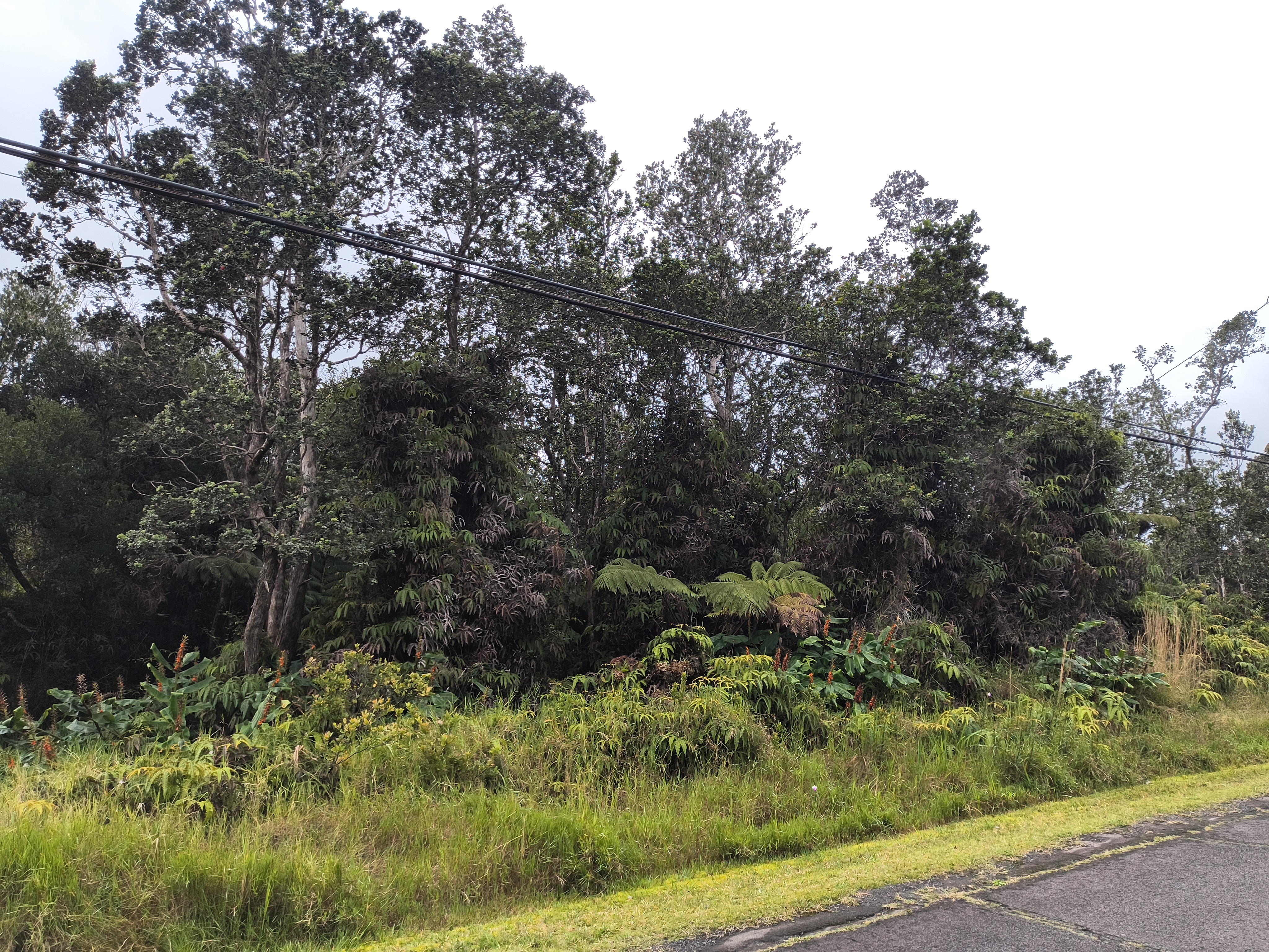 Lot 53-b-25 Lot 53-b-25 Old Volcano Road Volcano, HI 96785 - Photo 5 of 6 Gallery Image 5