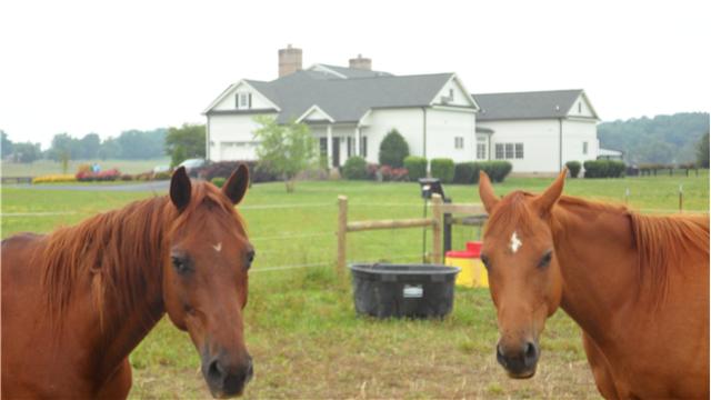 6307 Lampkins Bridge Road College Grove, TN 37046 - Photo 19 of 20 Gallery Image 19