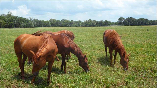 6307 Lampkins Bridge Road College Grove, TN 37046 - Photo 20 of 20 Gallery Image 20