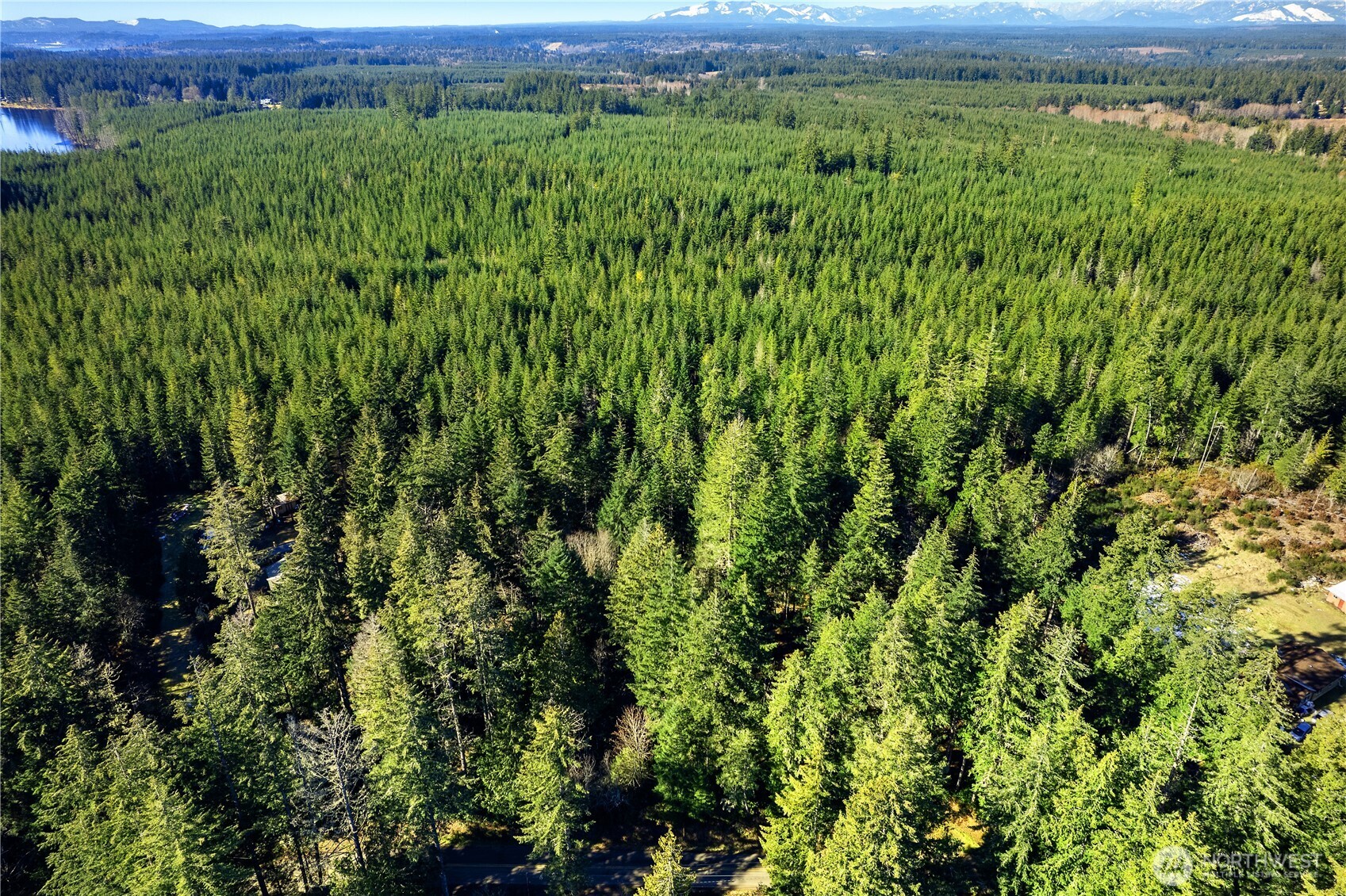 1671 East Phillips Lake Loop Road Shelton, WA 98584 - Photo 3 of 7 a view of a lush green forest with a lush green forest