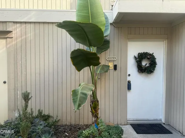 a close up of a potted plant in front of a door