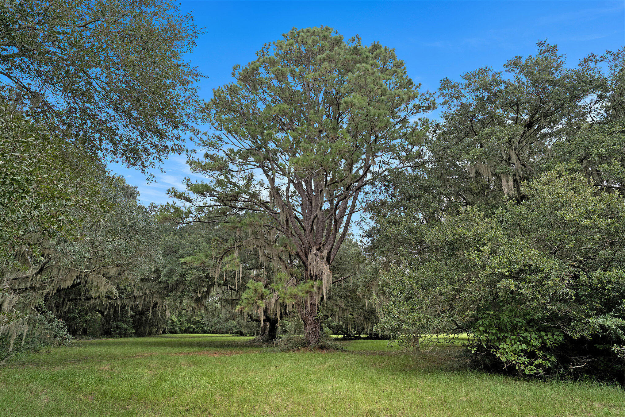 7817 Little Britton Road Meggett, SC 29449 - Photo 19 of 27 009_dsc05102_460