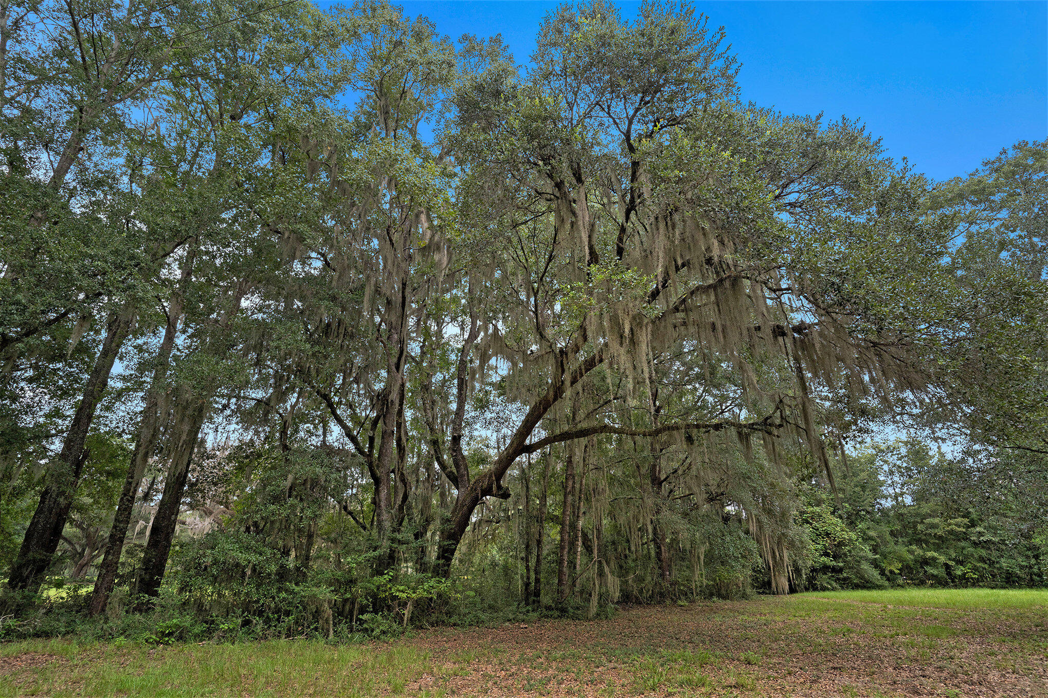 7817 Little Britton Road Meggett, SC 29449 - Photo 24 of 27 004_dsc05097_681