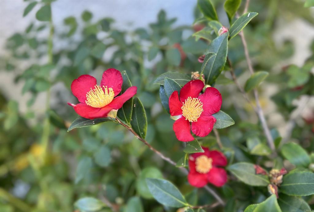 1677 Mission Meadow Drive Oceanside, CA 92057 - Photo 30 of 48 a view of a flower