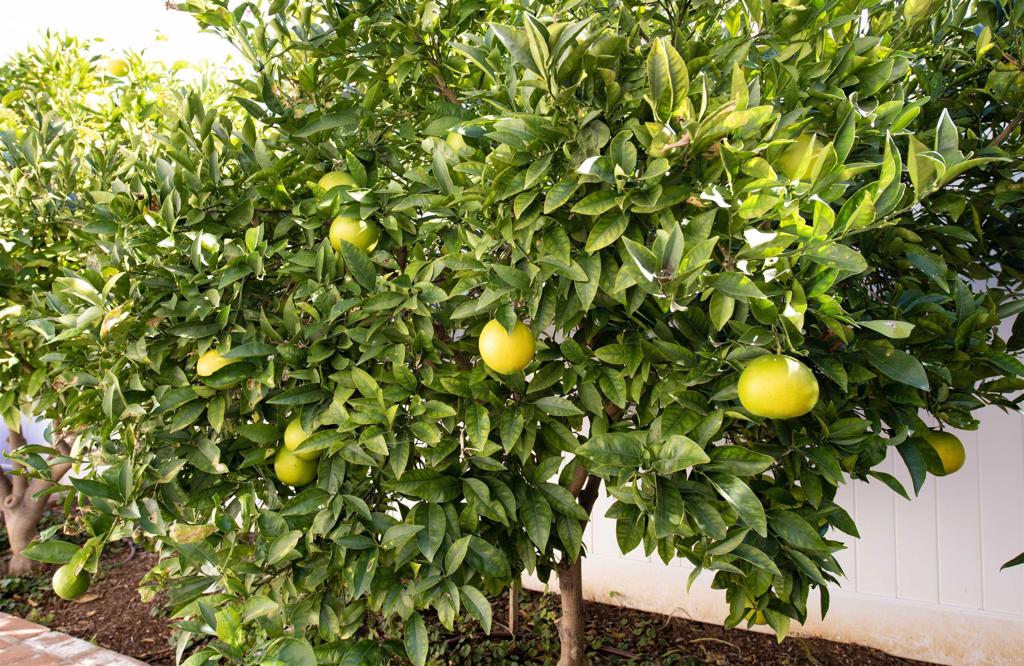 1677 Mission Meadow Drive Oceanside, CA 92057 - Photo 38 of 48 a view of a plant in a garden