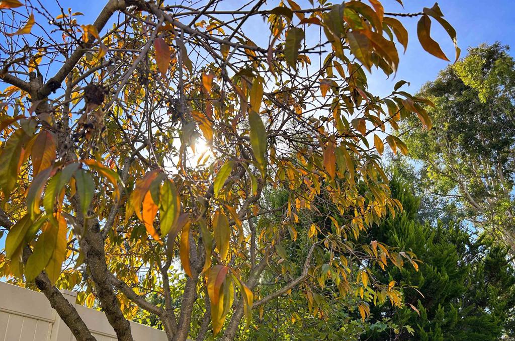 1677 Mission Meadow Drive Oceanside, CA 92057 - Photo 39 of 48