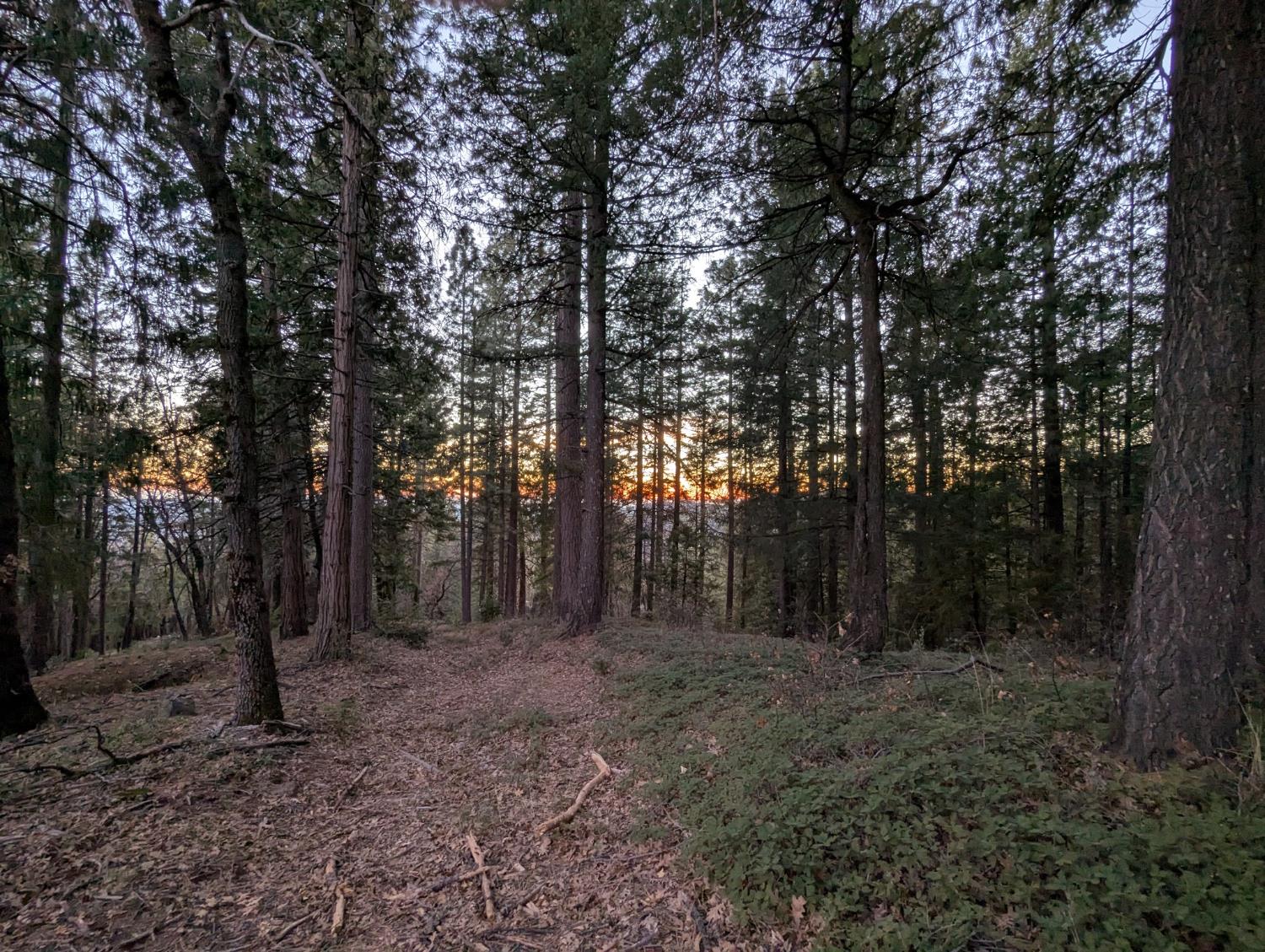 3000 Moody Ridge Road Gold Run, CA 95717 - Photo 2 of 10 a view of a forest with trees in the background
