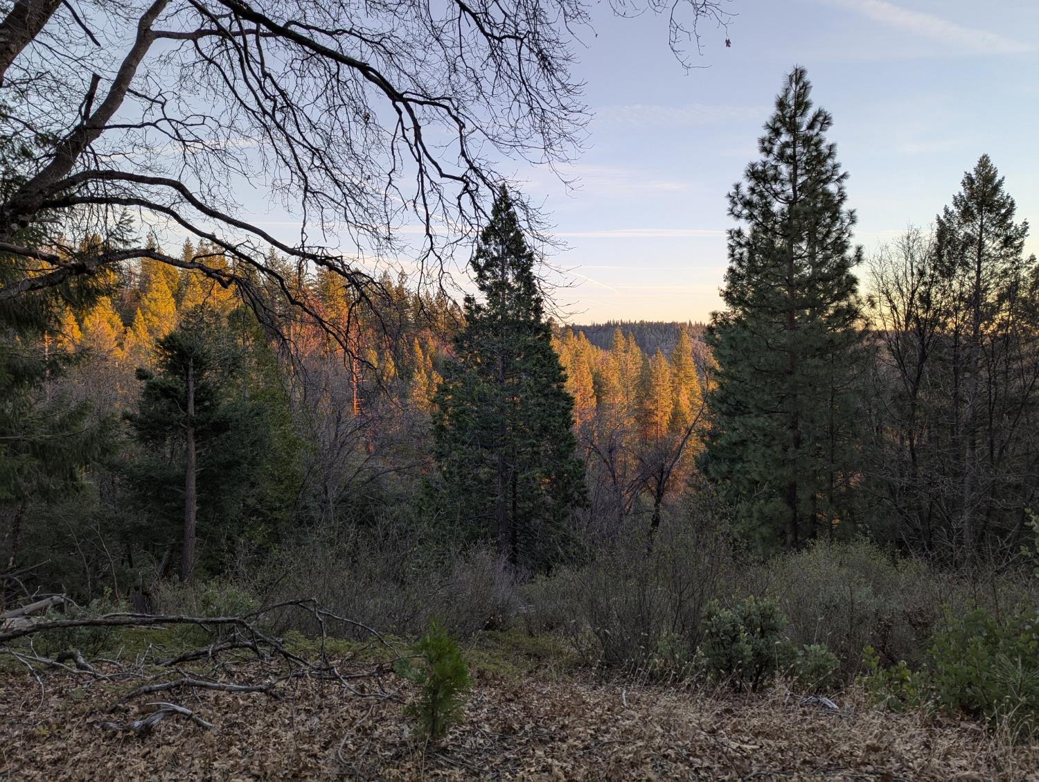 3000 Moody Ridge Road Gold Run, CA 95717 - Photo 3 of 10 a view of a yard