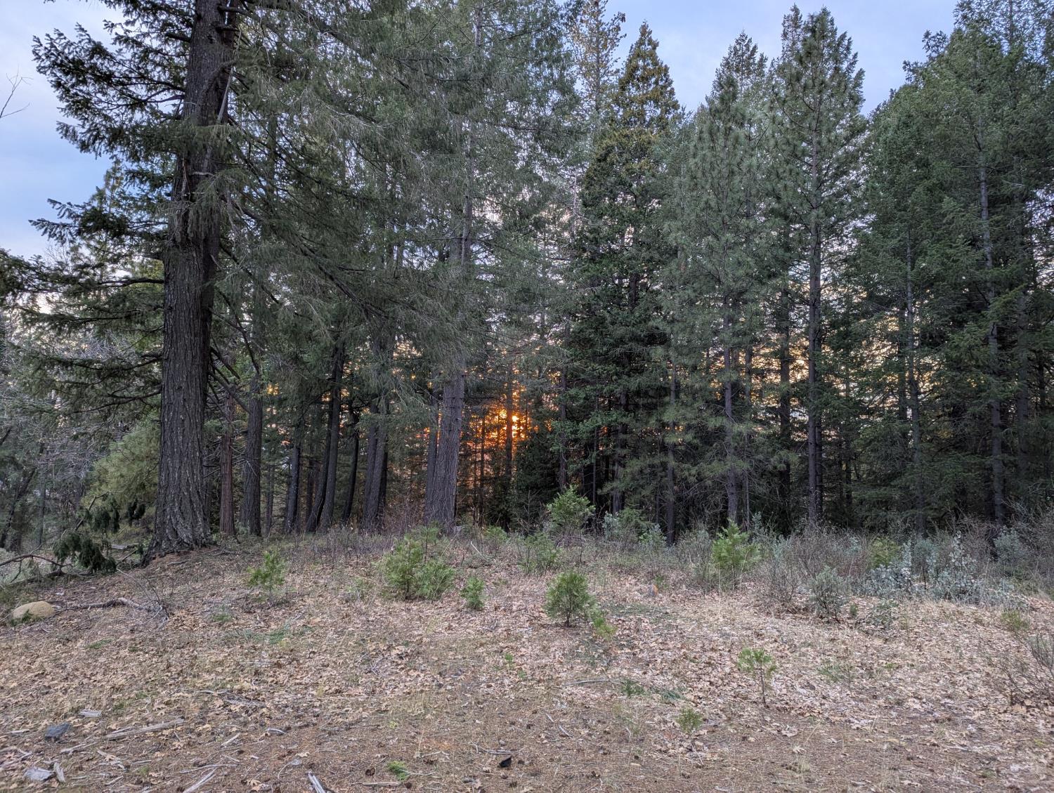 3000 Moody Ridge Road Gold Run, CA 95717 - Photo 4 of 10 a view of a forest with trees in the background