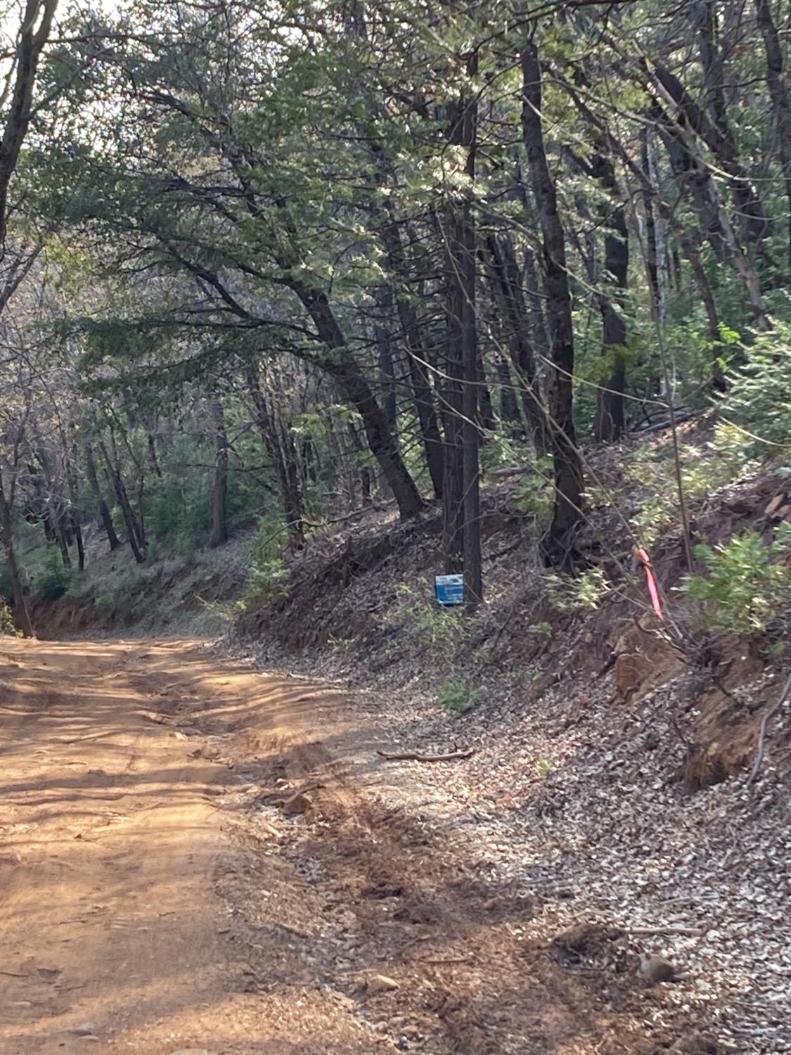 3000 Moody Ridge Road Gold Run, CA 95717 - Photo 6 of 10 a backyard of a house with lots of green space