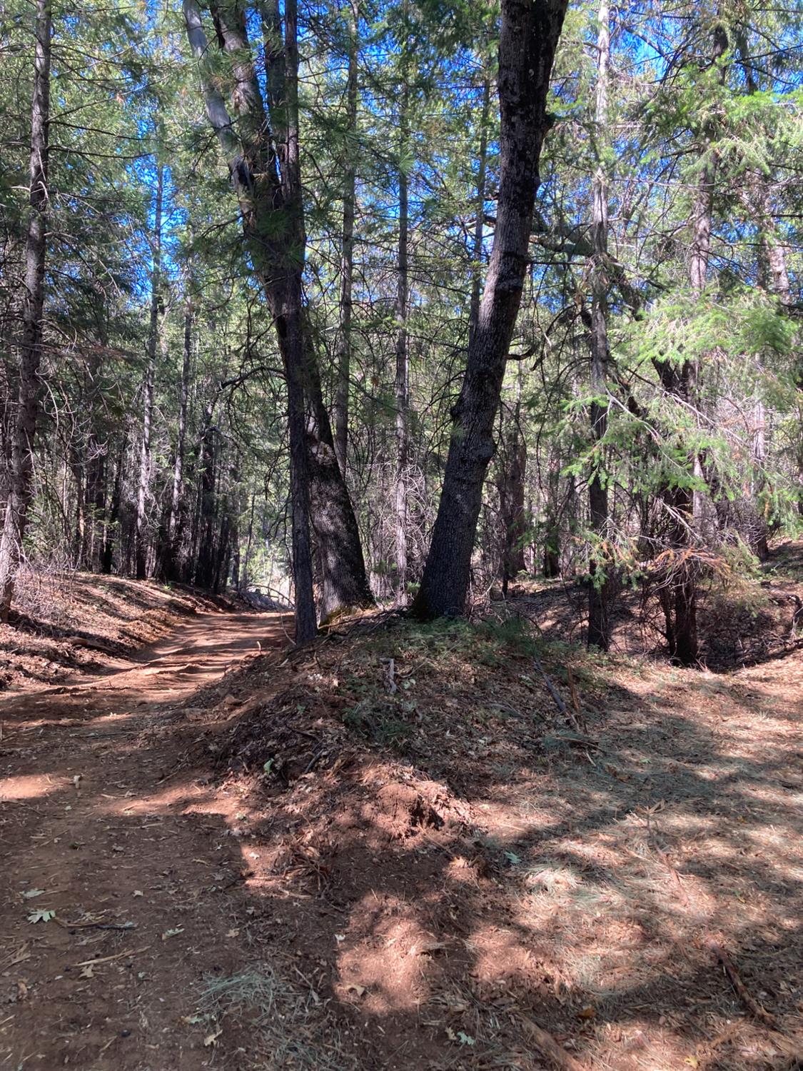 3000 Moody Ridge Road Gold Run, CA 95717 - Photo 8 of 10 a view of a tree in the middle of a yard