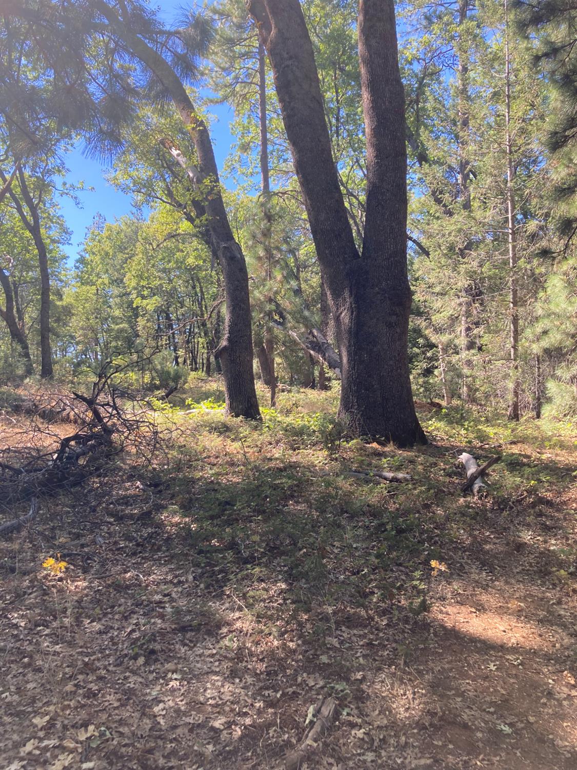 3000 Moody Ridge Road Gold Run, CA 95717 - Photo 9 of 10 a view of a tree in the middle of a yard