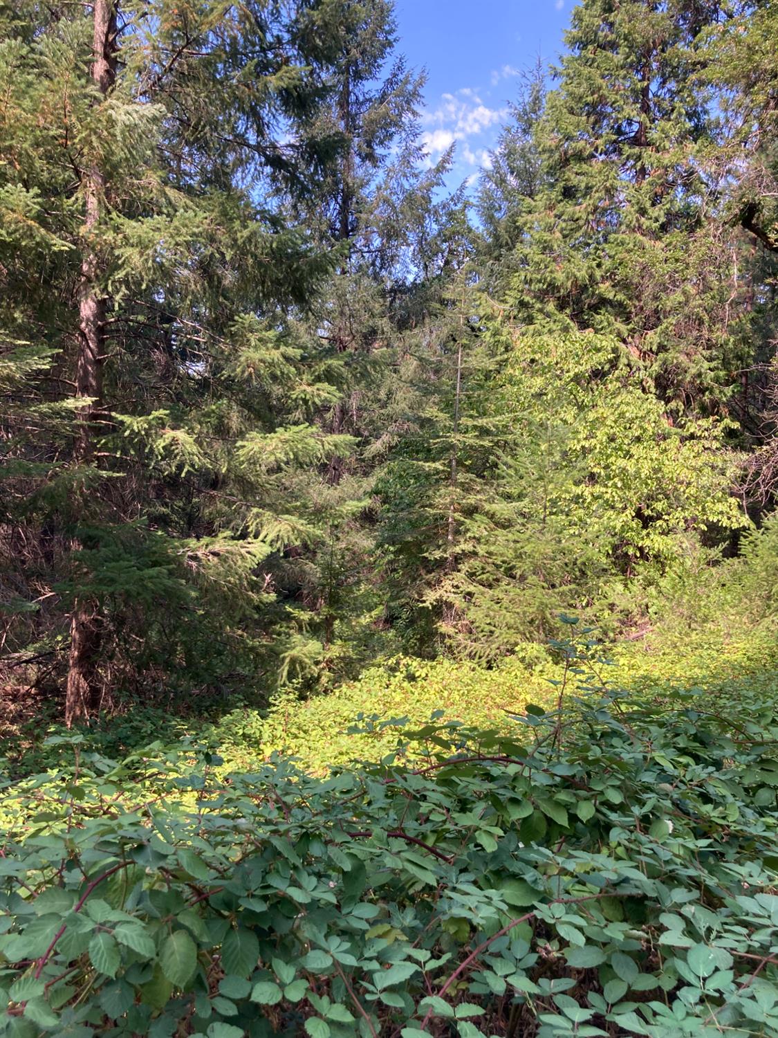 3000 Moody Ridge Road Gold Run, CA 95717 - Photo 10 of 10 a view of a lush green forest with large trees