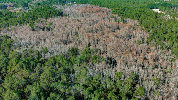 a view of a lush green forest with large trees
