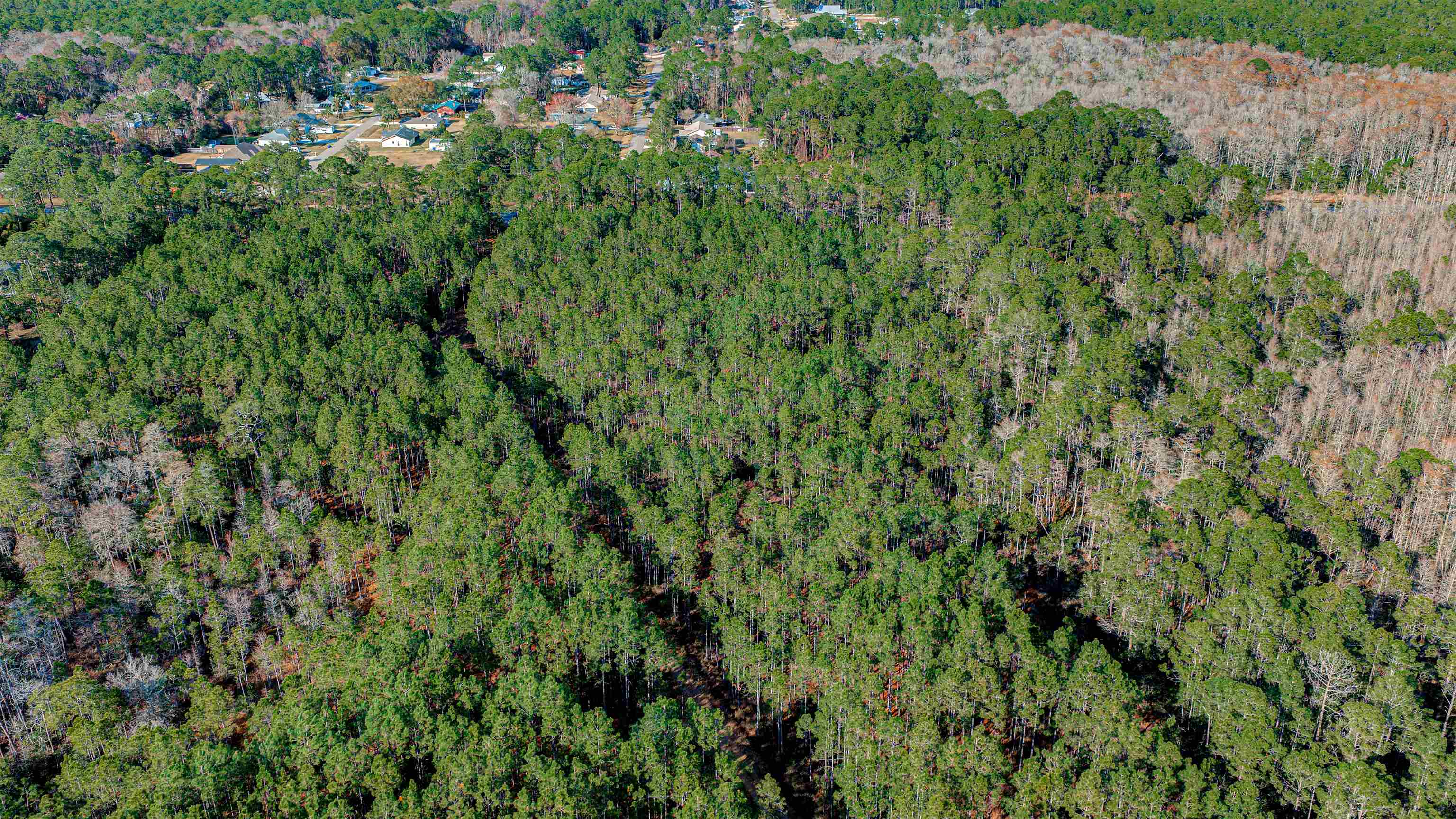 206 E Street St. Augustine, FL 32080 - Photo 16 of 24 a view of a lush green forest with a park