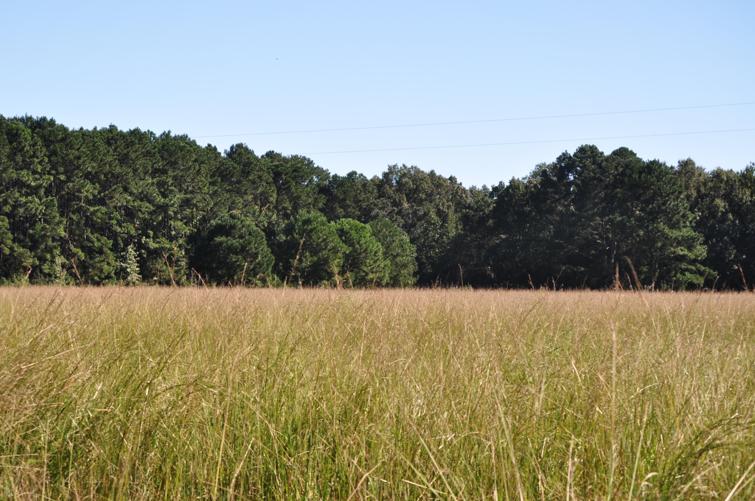 4408 Wando Farms Road Mount Pleasant, SC 29429 - Photo 22 of 24 Part of 600 Acre Conservation Easement