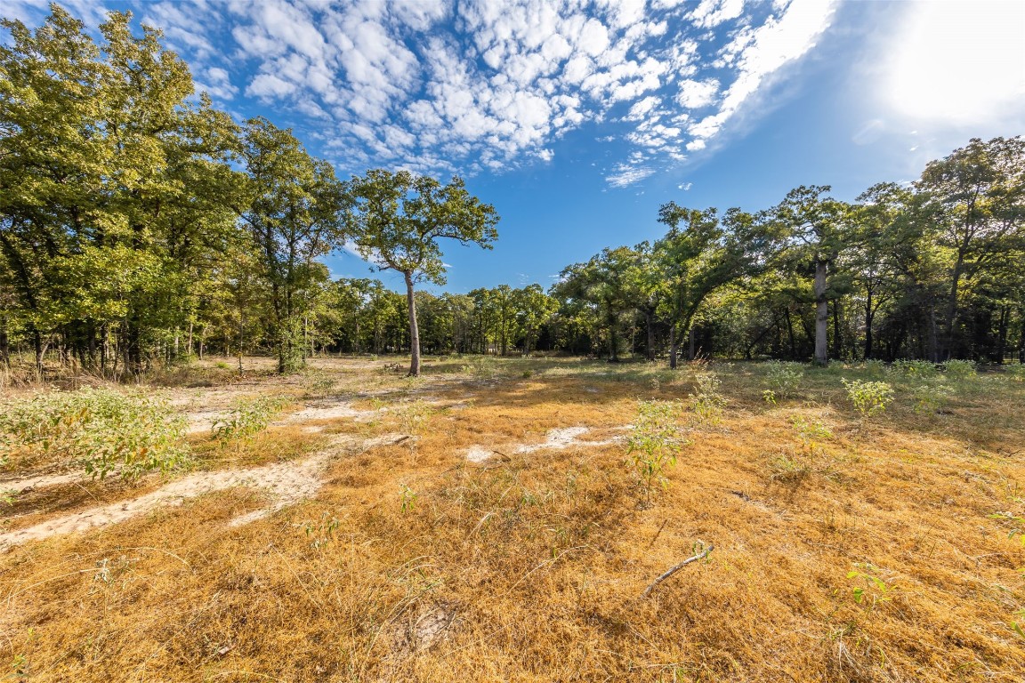 116 Pine Point Cove Elgin, TX 78621 - Photo 1 of 1 a backyard of a house with lots of green space