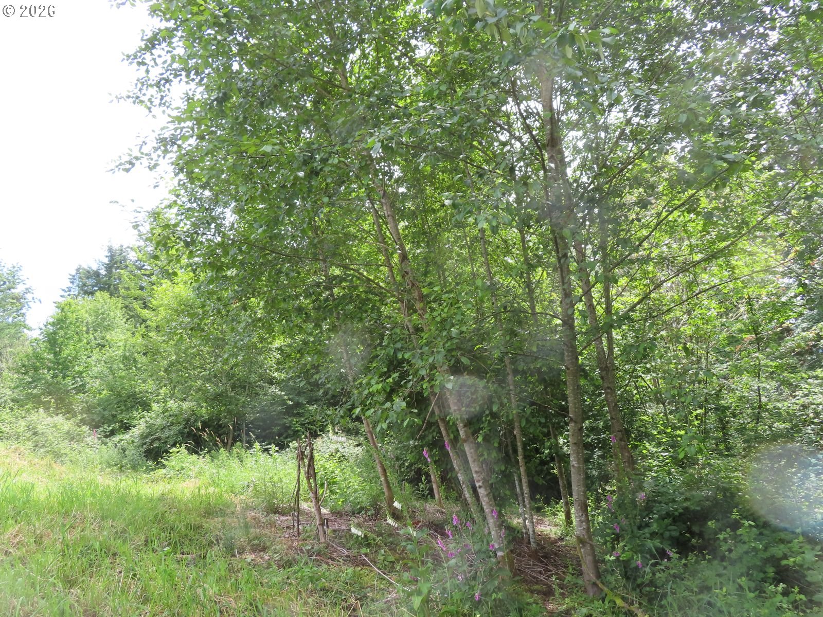 Coleman Road Mossyrock, WA 98564 - Photo 19 of 22