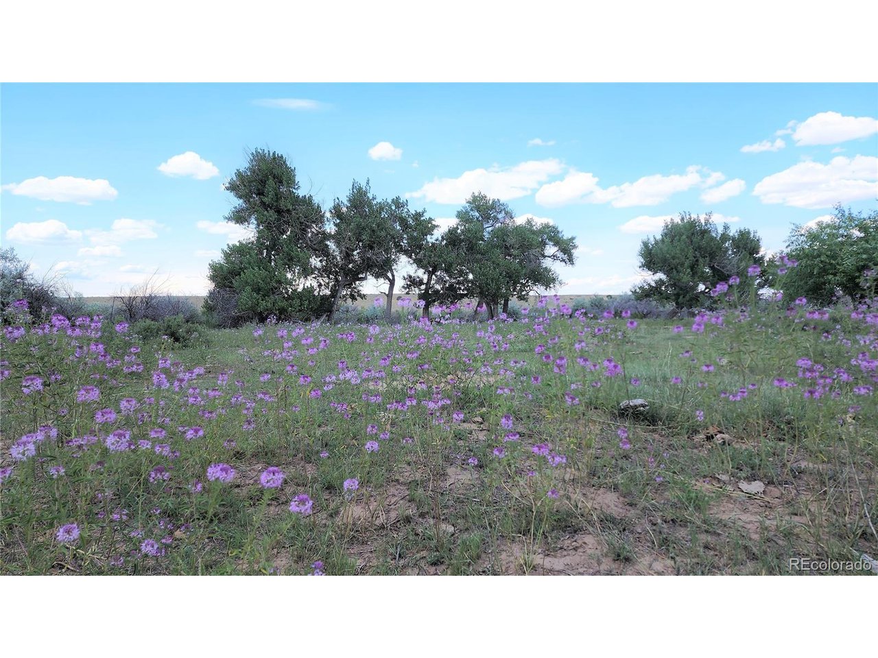 161 Colorado Land & Livestock, Unit F Rye, CO 81069 - Photo 5 of 39 Gallery Image 5