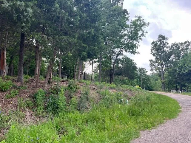 a view of a forest that has large trees