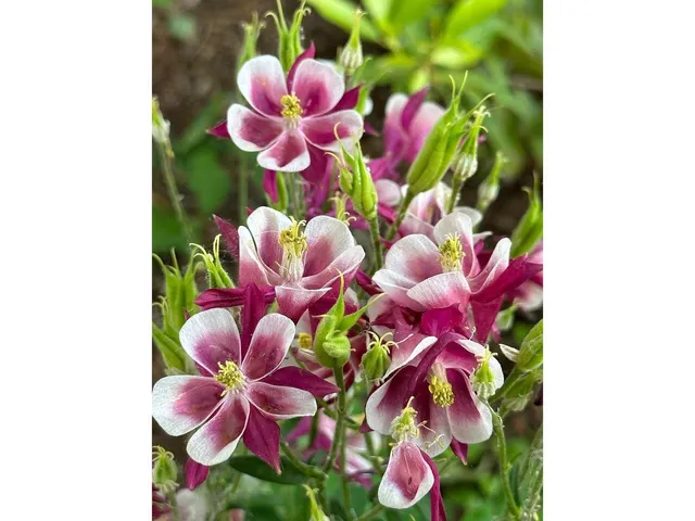 $605,000 | 17 Westward Drive, Burlington, VT 05408