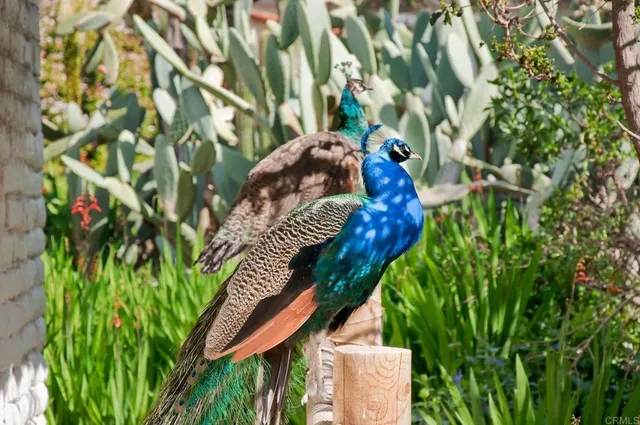 $6,700 | 6057 Paseo Carreta, Carlsbad, CA 92009