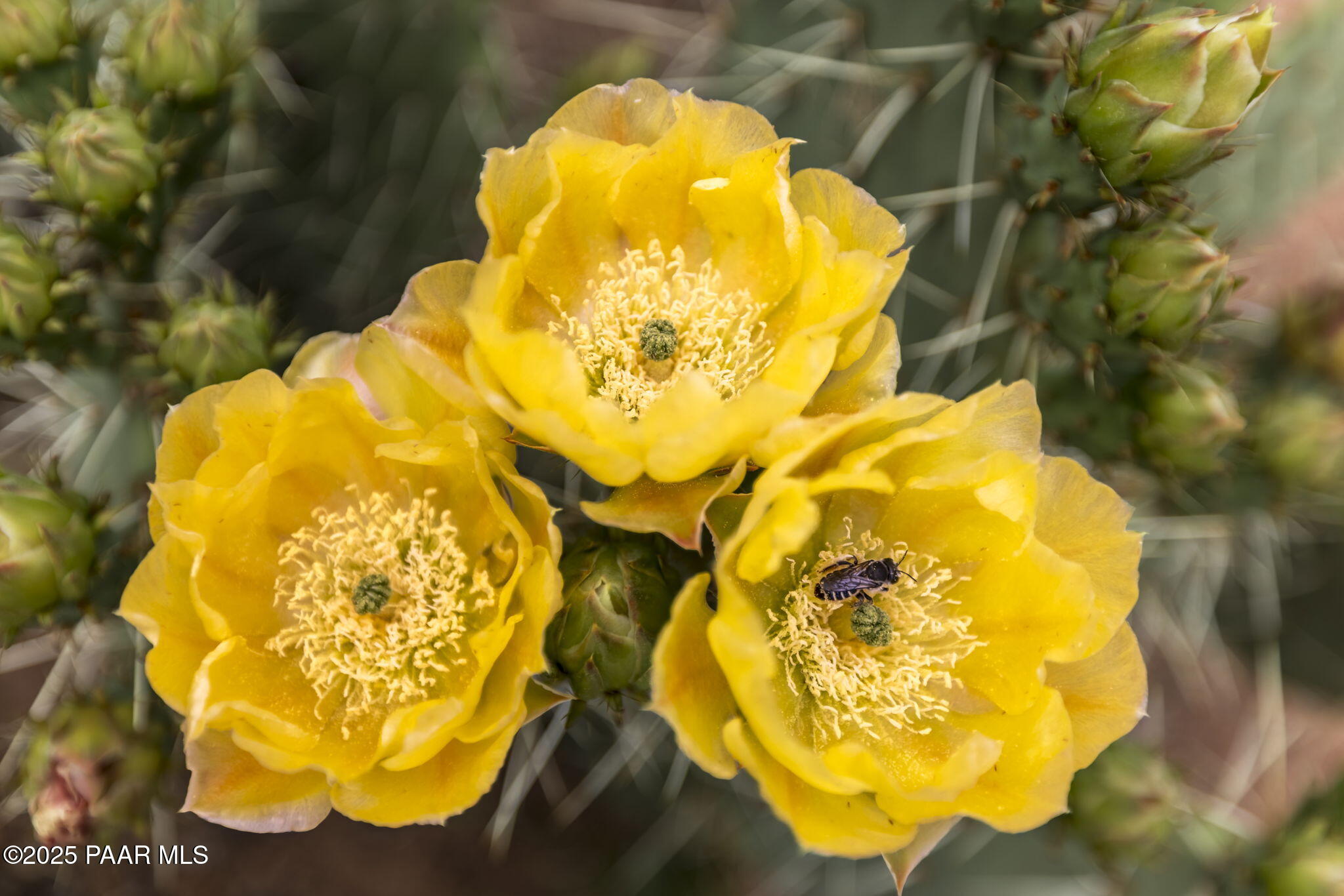 5350 West Three Forks Road Prescott, AZ 86305 - Photo 79 of 99 89-Cactus Blooms